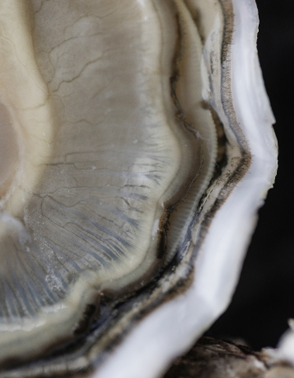 Irish Oysters shaped by both Nature and the hands that Nurture them