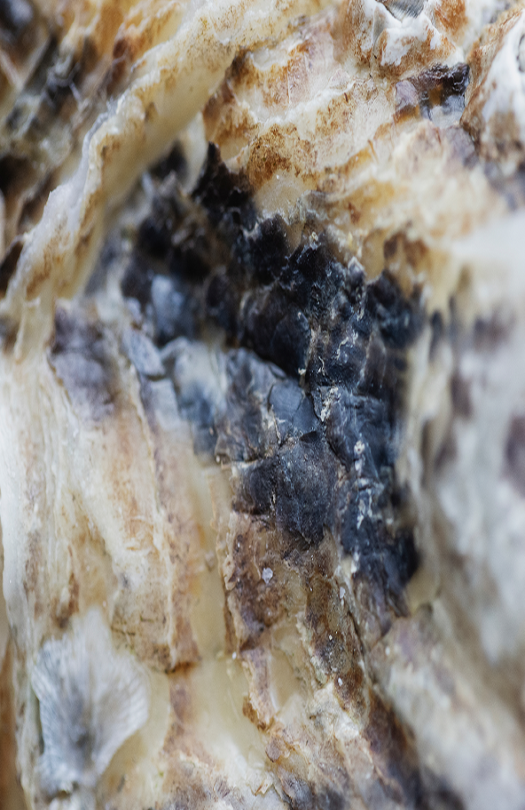 Irish Oysters shaped by both Nature and the hands that Nurture them