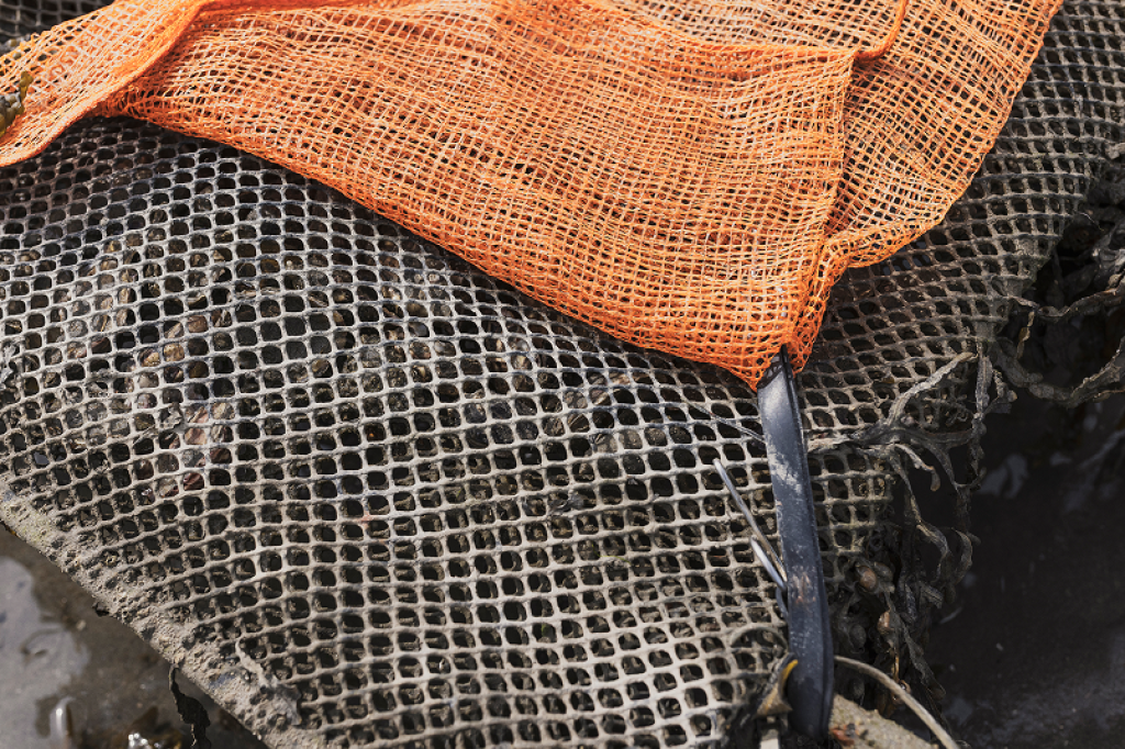 Irish Oysters shaped by both Nature and the hands that Nurture them